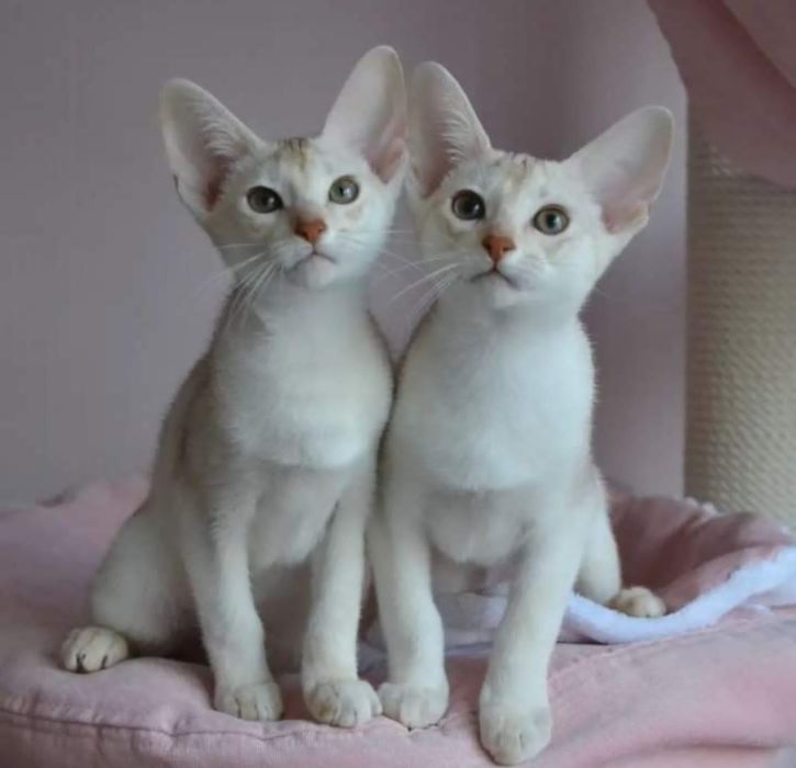 Аби детки всех окрасов