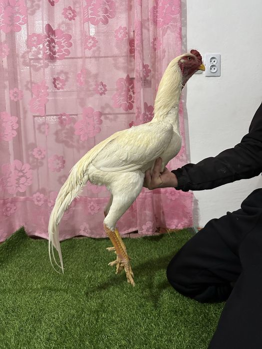 Шамо в продаже март 10