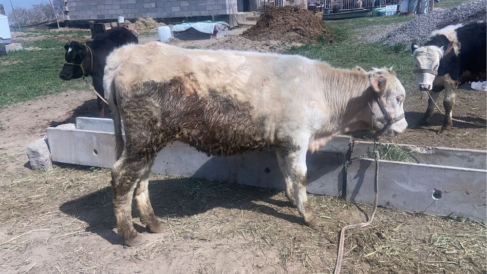 Бзаулар сатылыды 1 жасарлар