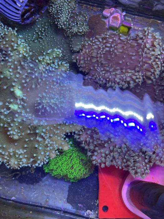 Pachet 5 corali acvariu incepator (cei mai usori)