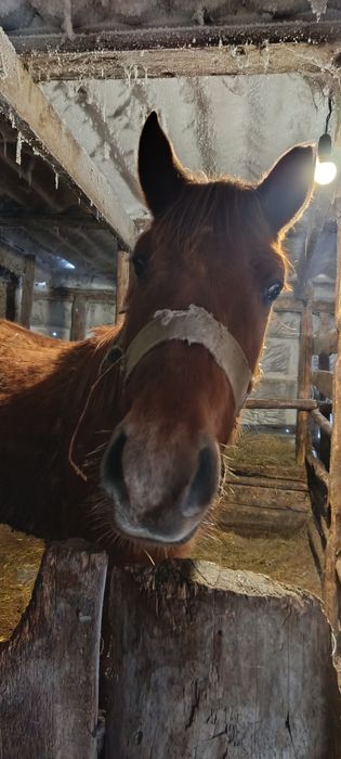 Продам жеребчика