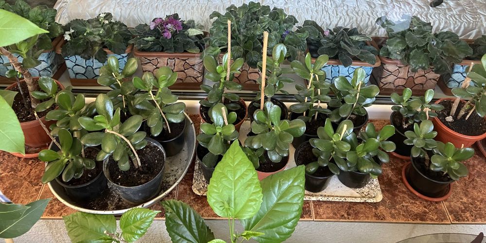 Дърво на живота в саксия