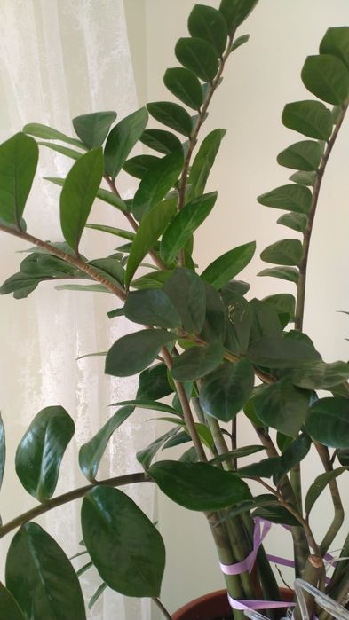 Домашние цветы. Замиокулькас