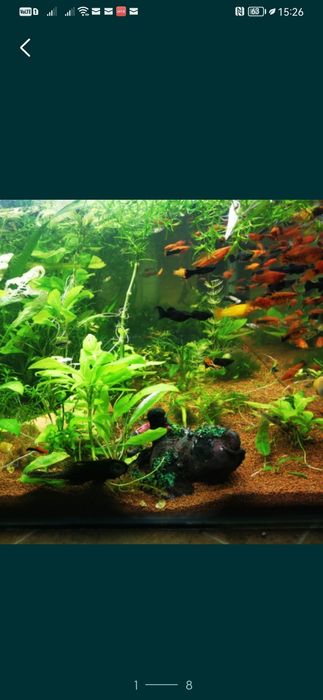 Plante easy.        .