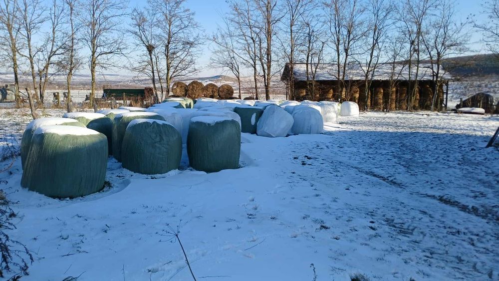 Baloti lucerna Producție 2025