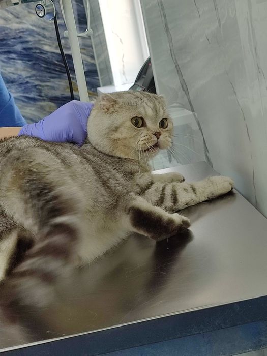 Вязка кота. Скоттиш фолд.