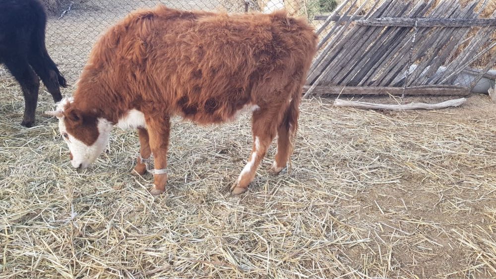 Үш бұқа бір қашар төрт бас бірге сатылады