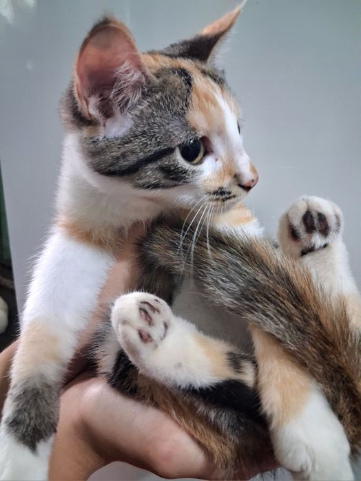 Котёнок, ищет добрый дом.