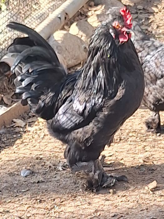 Петух карликовый