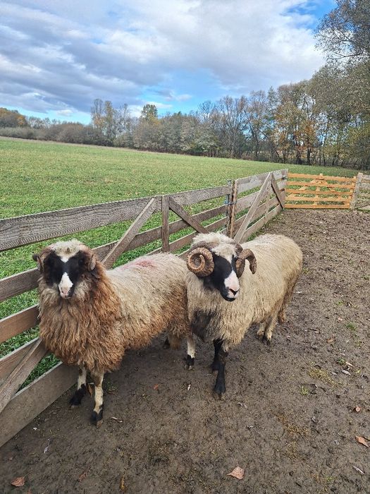 Vănd noatin breaz cu nasul alb