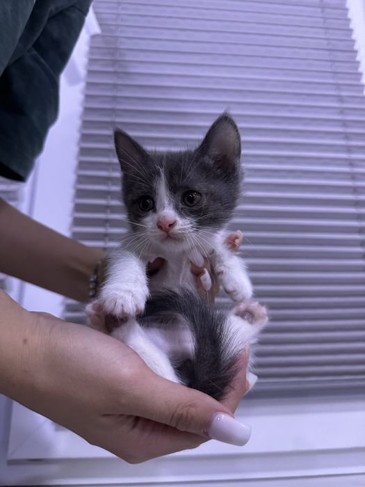 Даром котята в хорошие руки !