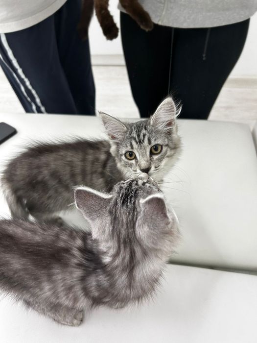 Котенок девочка 3мес