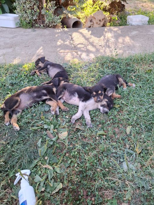 Малки кучета за осиновяванеAdopt a puppy!!