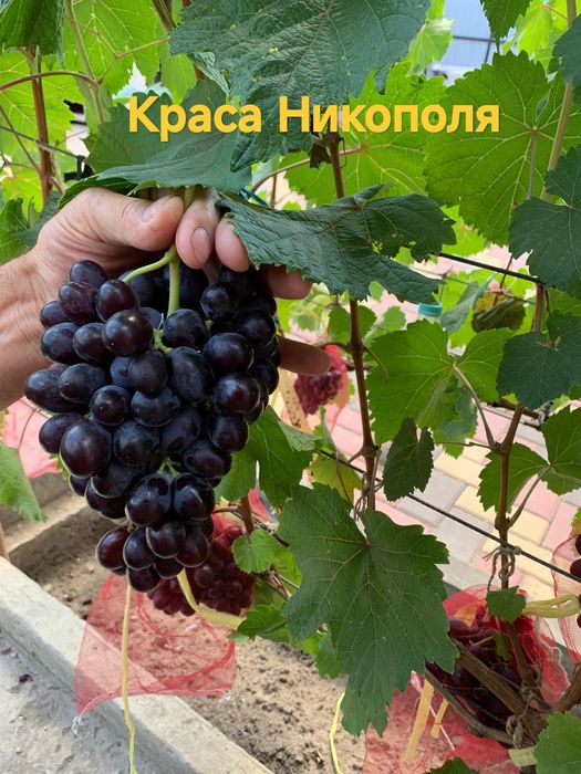 Продам саженцы винограда