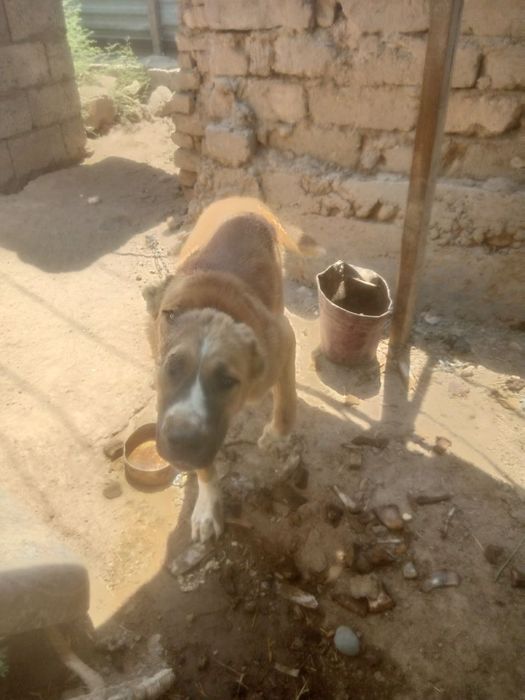 Kuchuk alabay goʻsh bilan boqiladi