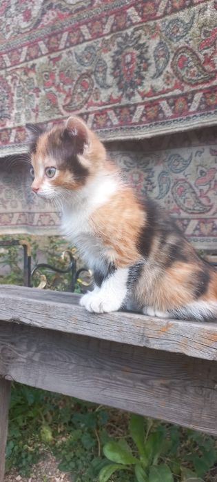 котёнок ( девочка )