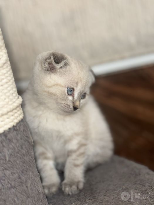 Shotlandskiy scottish fold