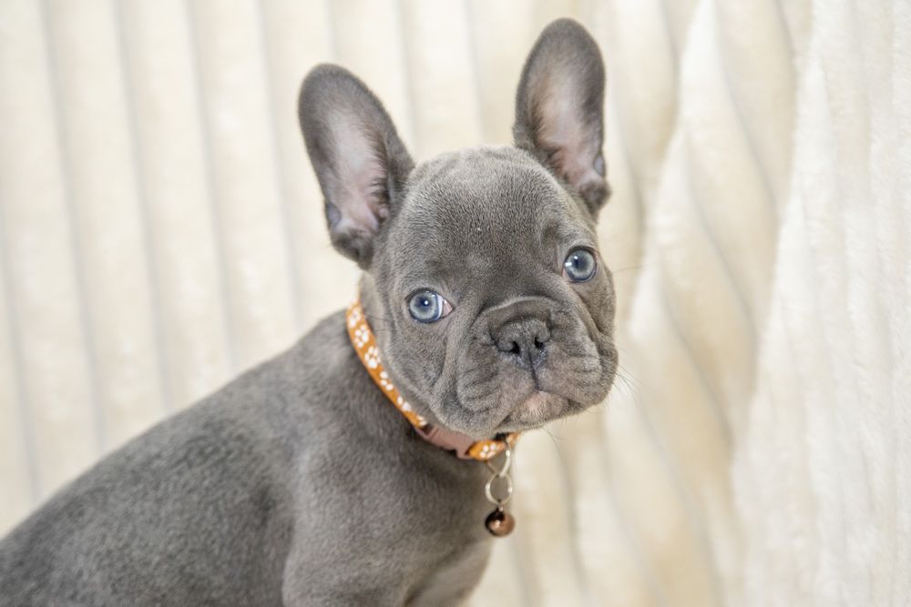bulldog francez blue