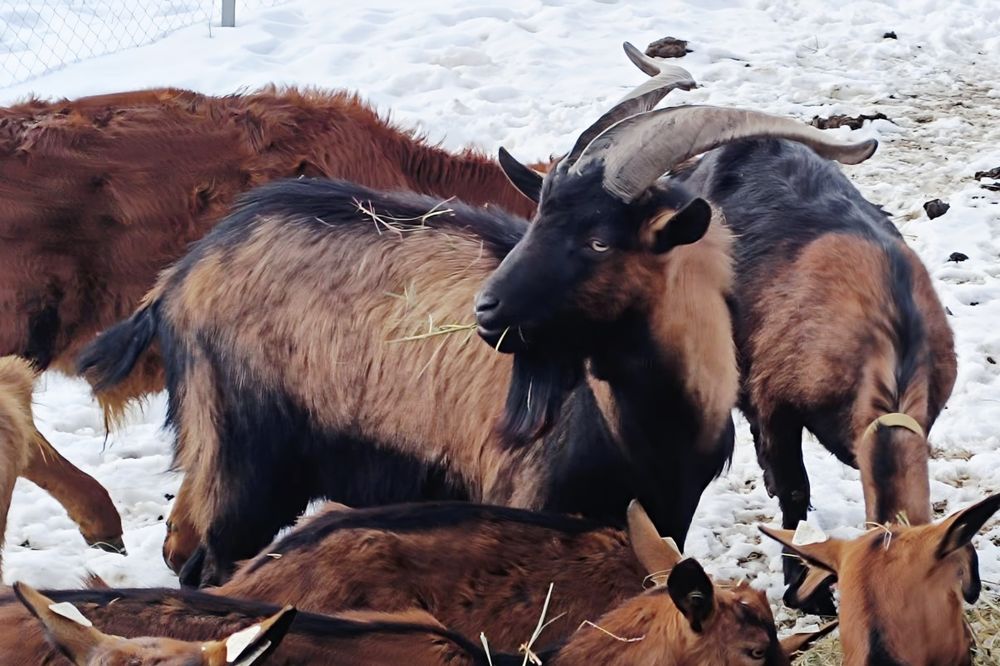 Țap Alpină Franceză