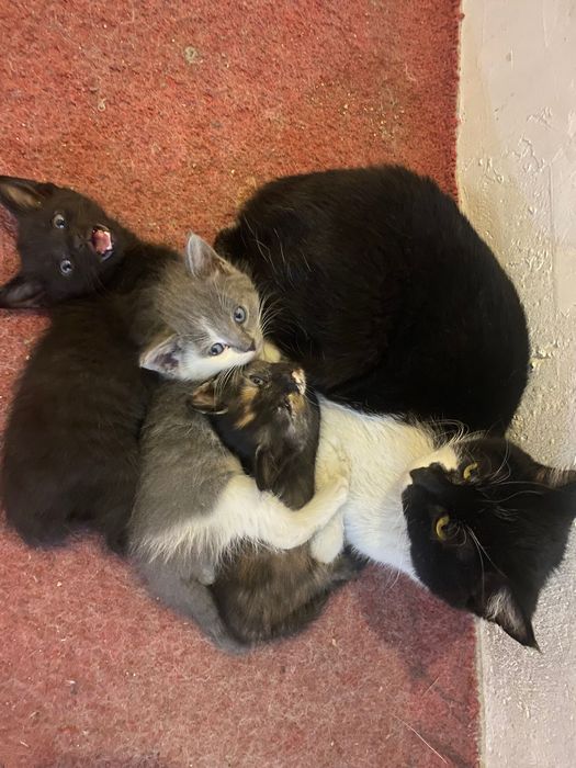 Отдам котят, бесплатно