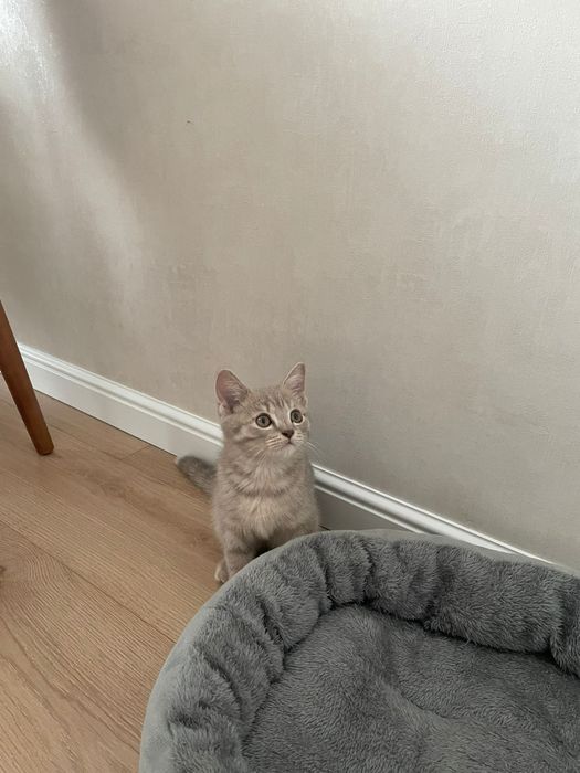 Продам котенка, мальчик 2.5 мес.