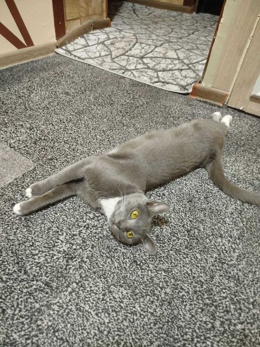 Подарю шикарного котика