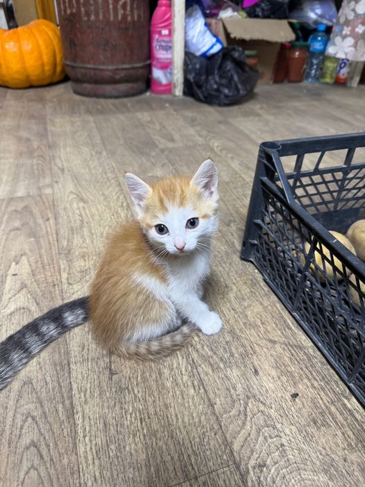 Отдам в хорошие руки котят