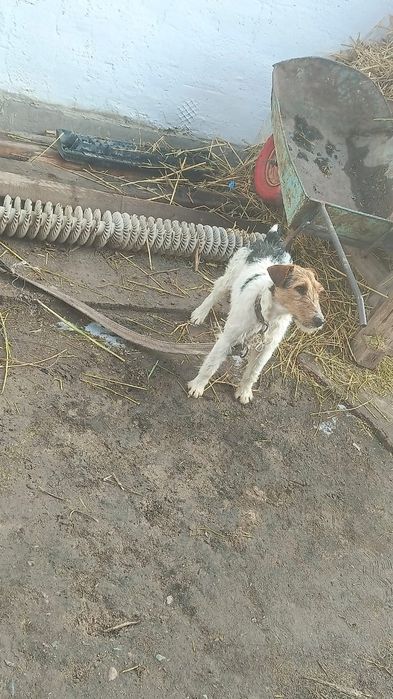 Фокстерьер сатылады рабочи