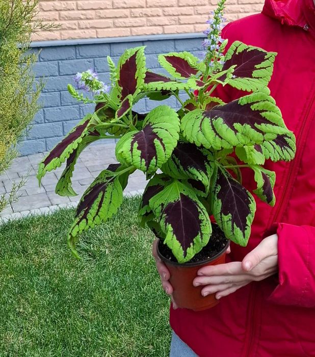 Колеусы вегетативные, семенные