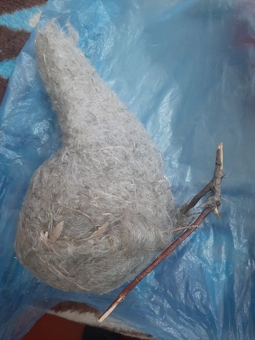 Қурқылтай ұясы сатылады