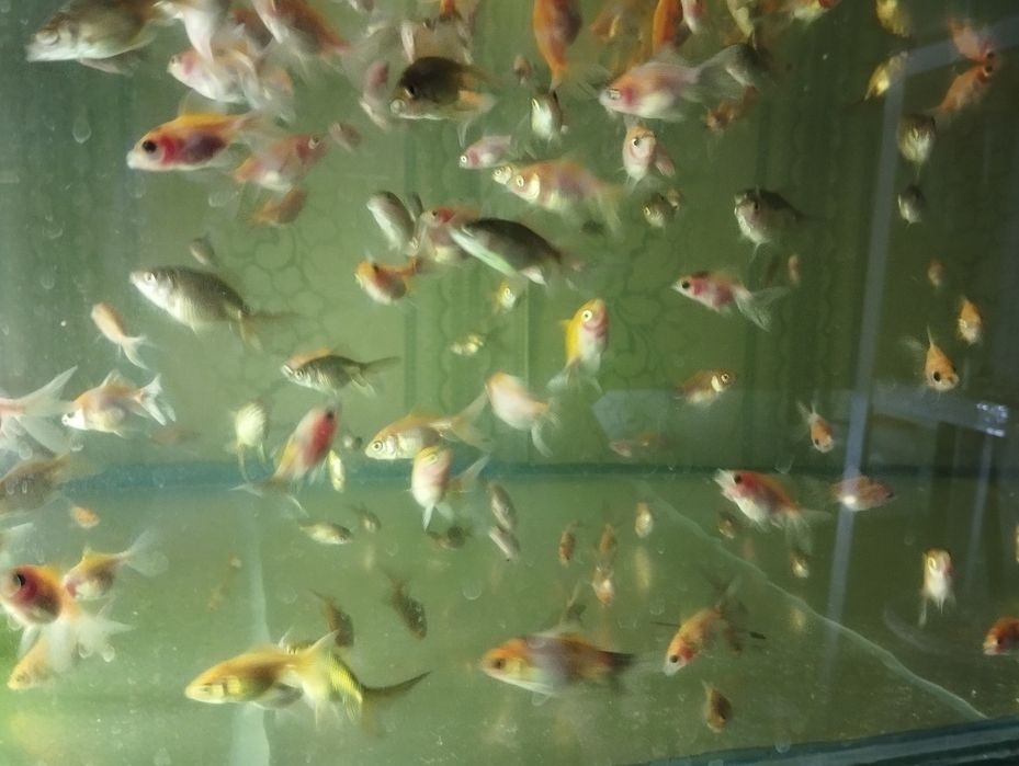 Телескопы, Золотые