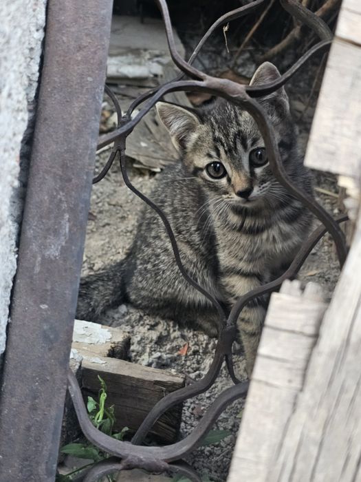 Котята породистые