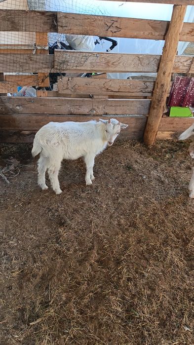 Козлёнок Занен мальчик