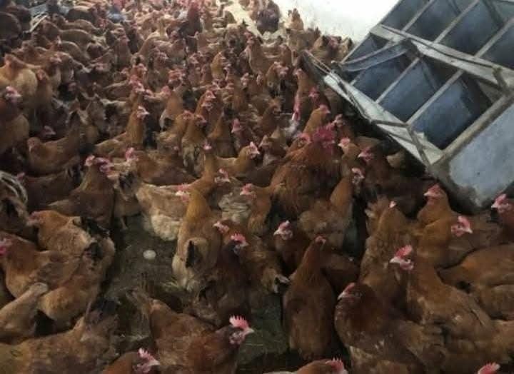 Gaini rosii ouătoare