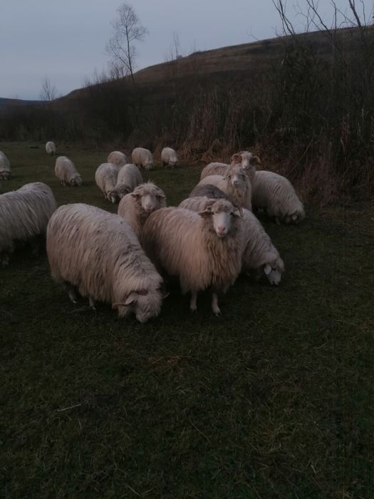 Vând oi Bălă de Bistrița