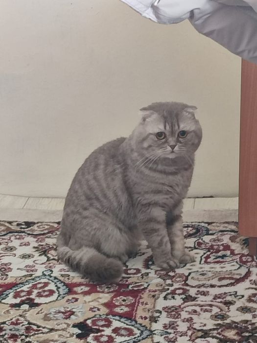 Котята вислоухие