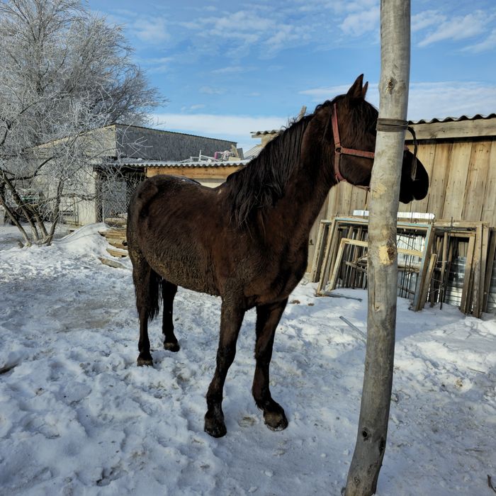 Айғыр сатылады дончак