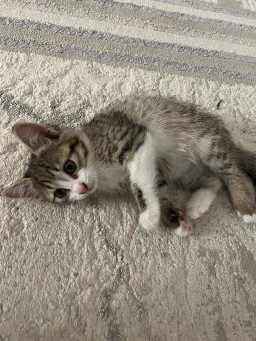 Котята в хорошие руки