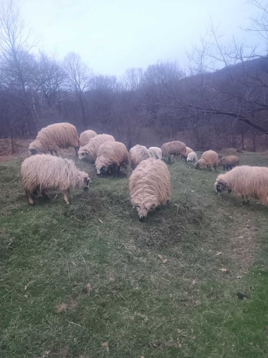 Vând miele de Paște