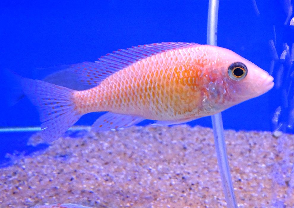 Аулунокары дракон и орхидеи