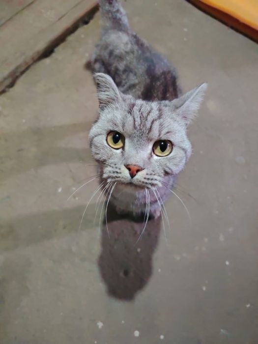 Котик ищет семью!