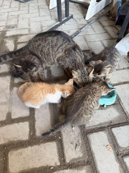 Котята бесплатно