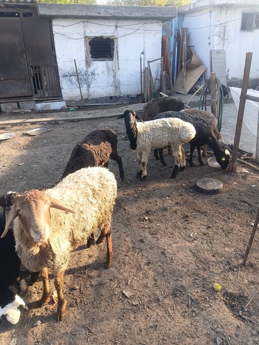 Продам баран. Кой сатылады.