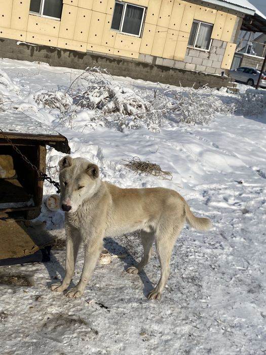 Сатылады еркек примерно 1жаста