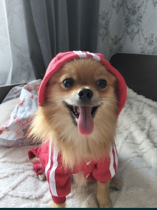 немецкий шпиц ищет девочку для встреч