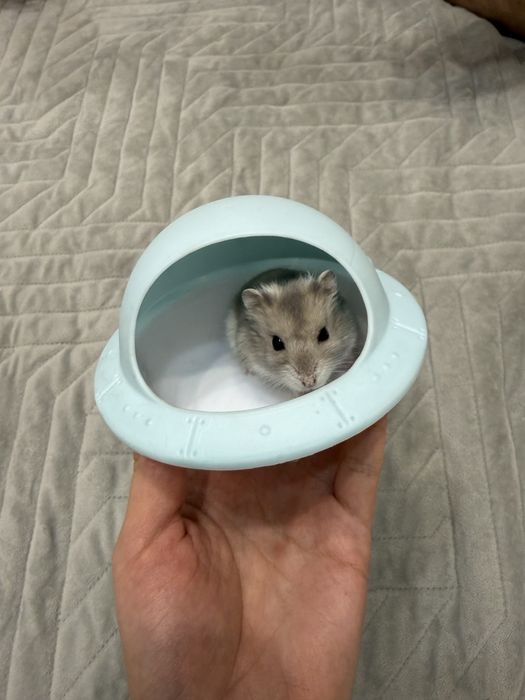 Джунгарские хомяки