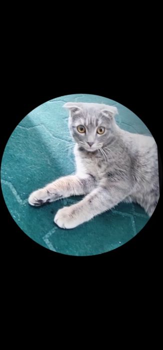 Hadyaga beriladi yaxshi qarab biladiganlar uchun