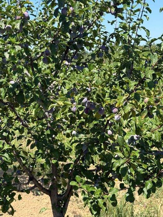 Vand prune de vara Lepotica