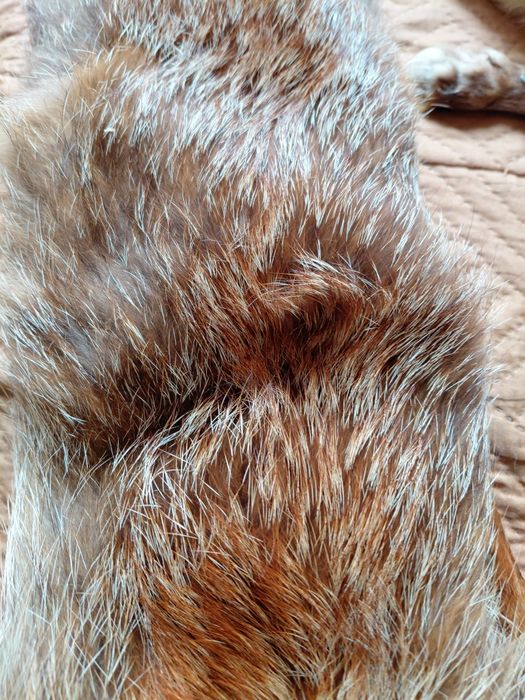 Яка от естествена кожа на рижава лисица