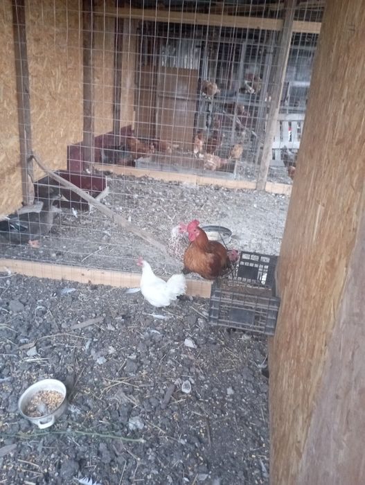 Vînd trei găini americane și un cocoș , găini pui rațe și iepuri